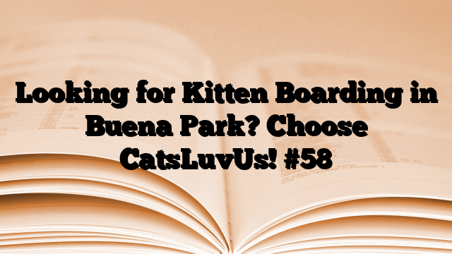 Looking for Kitten Boarding in Buena Park? Choose CatsLuvUs!