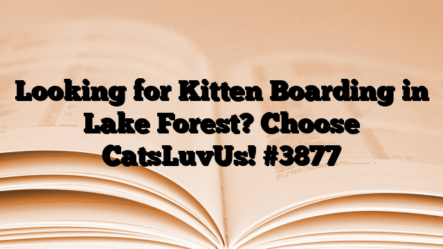 Looking for Kitten Boarding in Lake Forest? Choose CatsLuvUs!