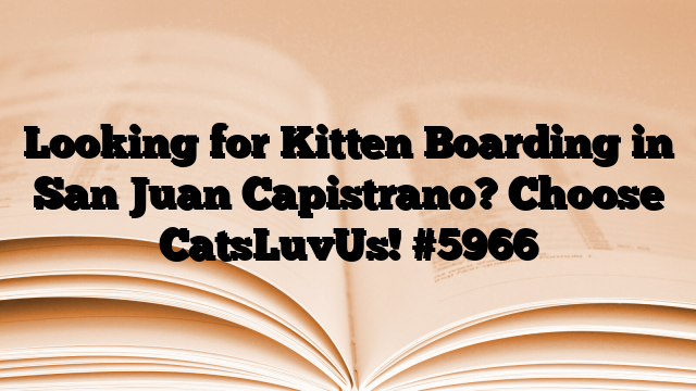 Looking for Kitten Boarding in San Juan Capistrano? Choose CatsLuvUs!