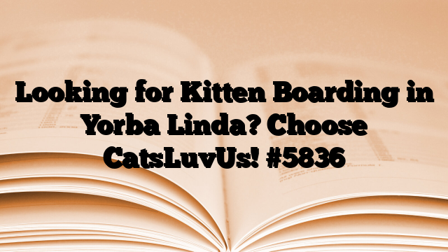Looking for Kitten Boarding in Yorba Linda? Choose CatsLuvUs!