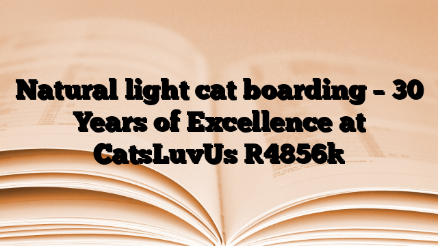 Natural light cat boarding – 30 Years of Excellence at CatsLuvUs