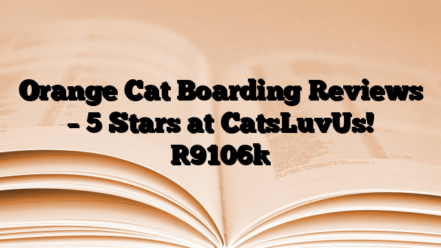 Orange Cat Boarding Reviews – 5 Stars at CatsLuvUs!