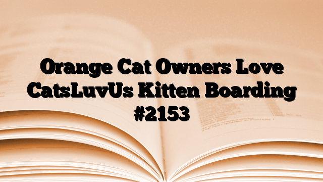 Orange Cat Owners Love CatsLuvUs Kitten Boarding