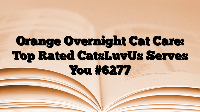 Orange Overnight Cat Care: Top Rated CatsLuvUs Serves You