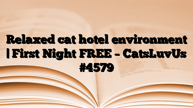 Relaxed cat hotel environment | First Night FREE – CatsLuvUs