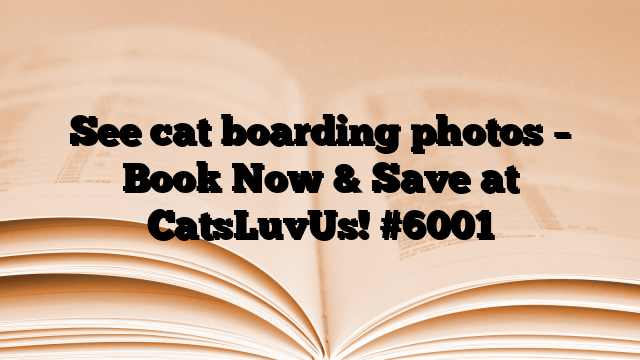 See cat boarding photos – Book Now & Save at CatsLuvUs!