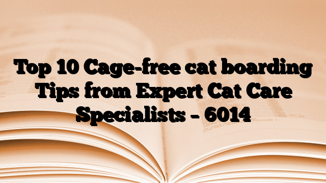 Top 10 Cage-free cat boarding Tips from Expert Cat Care Specialists