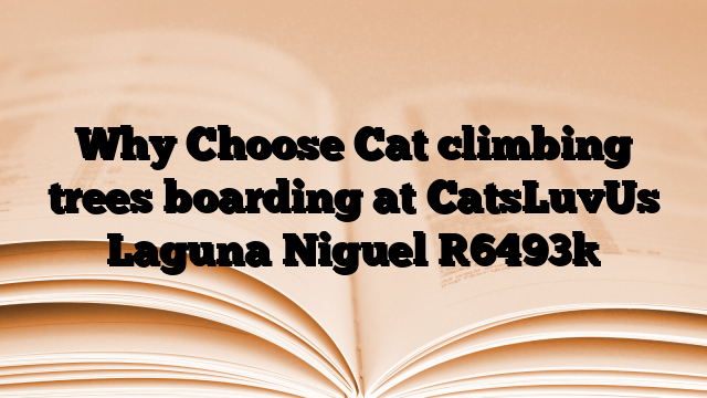 Why Choose Cat climbing trees boarding at CatsLuvUs Laguna Niguel