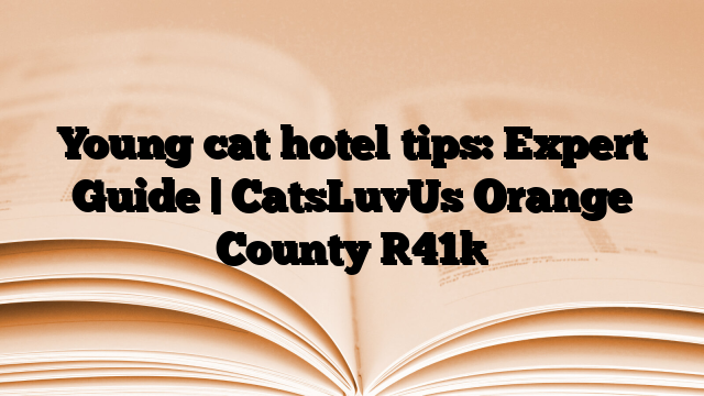 Young cat hotel tips: Expert Guide | CatsLuvUs Orange County