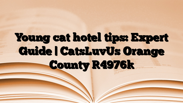 Young cat hotel tips: Expert Guide | CatsLuvUs Orange County