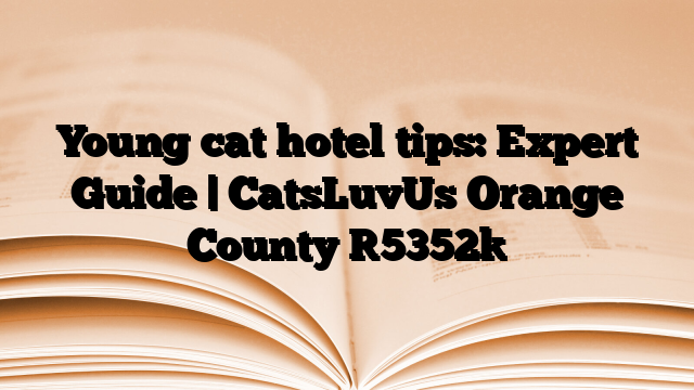 Young cat hotel tips: Expert Guide | CatsLuvUs Orange County
