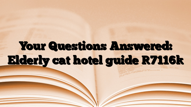 Your Questions Answered: Elderly cat hotel guide