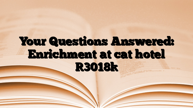 Your Questions Answered: Enrichment at cat hotel