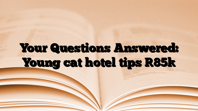Your Questions Answered: Young cat hotel tips