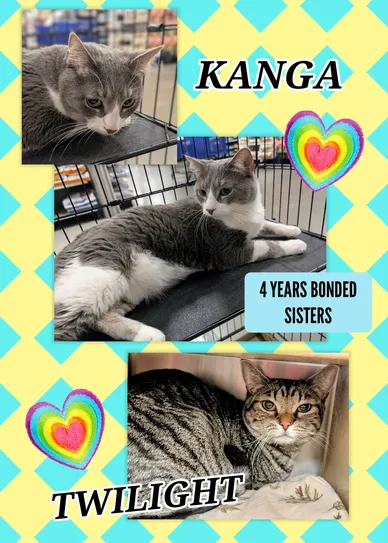 Cat Adoption Photo 10