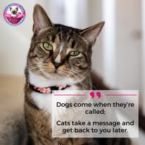 Cat Boarding Photo 12