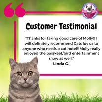 Cat Boarding Photo 4