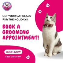 Cat Grooming Gallery 1