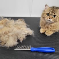 Cat Grooming Gallery 17