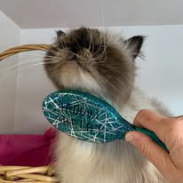 Cat Grooming Gallery 13