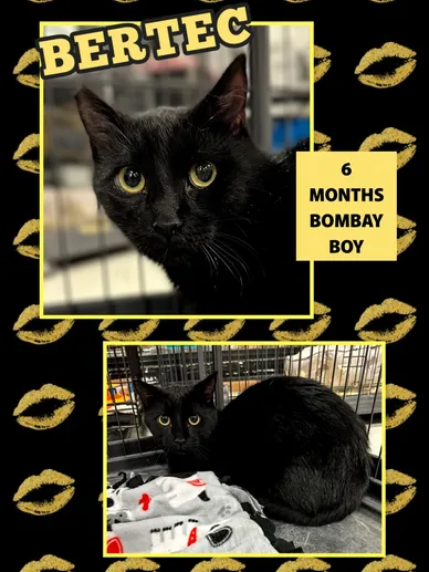 Cat Adoption Photo 6