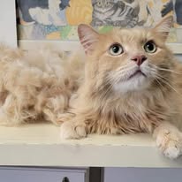 Cat Grooming Gallery 9