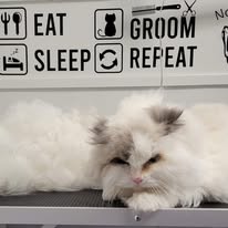 Cat Grooming Gallery 7