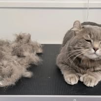Cat Grooming Gallery 26