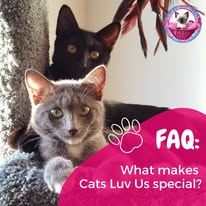 Cat Boarding Photo 10