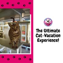 Cat Boarding Photo 13