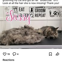 Cat Grooming Gallery 6