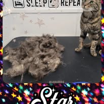 Cat Grooming Gallery 18