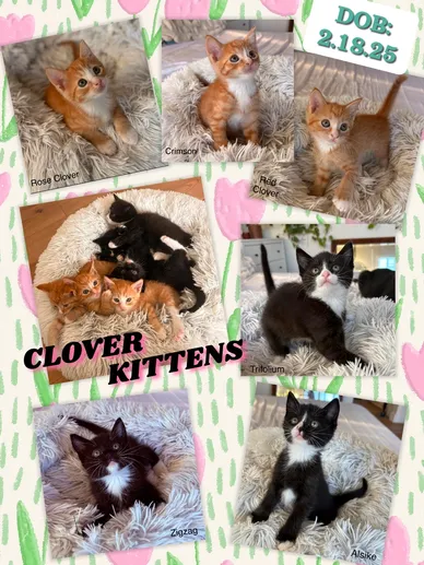 Cat Adoption Photo 2