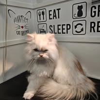 Cat Grooming Gallery 2