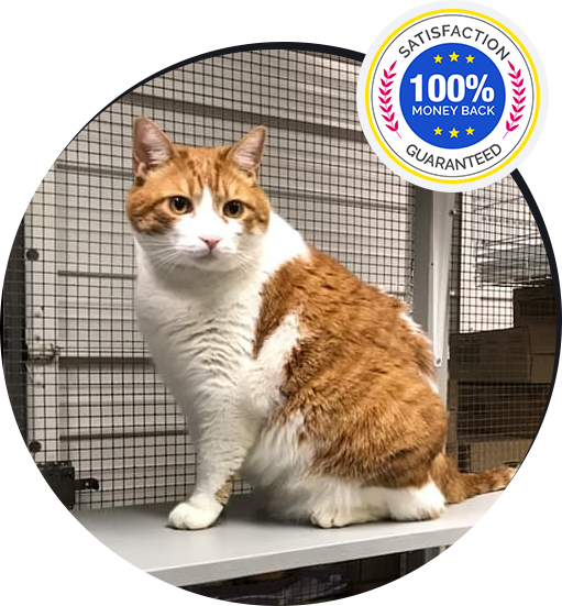 Orange and white cat with money back guarantee badge