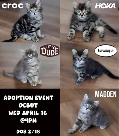 Cat Adoption Photo 3