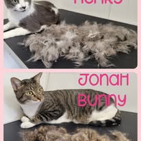 Cat Grooming Gallery 23