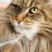 6 Reasons To Use The Best Cat Grooming Service