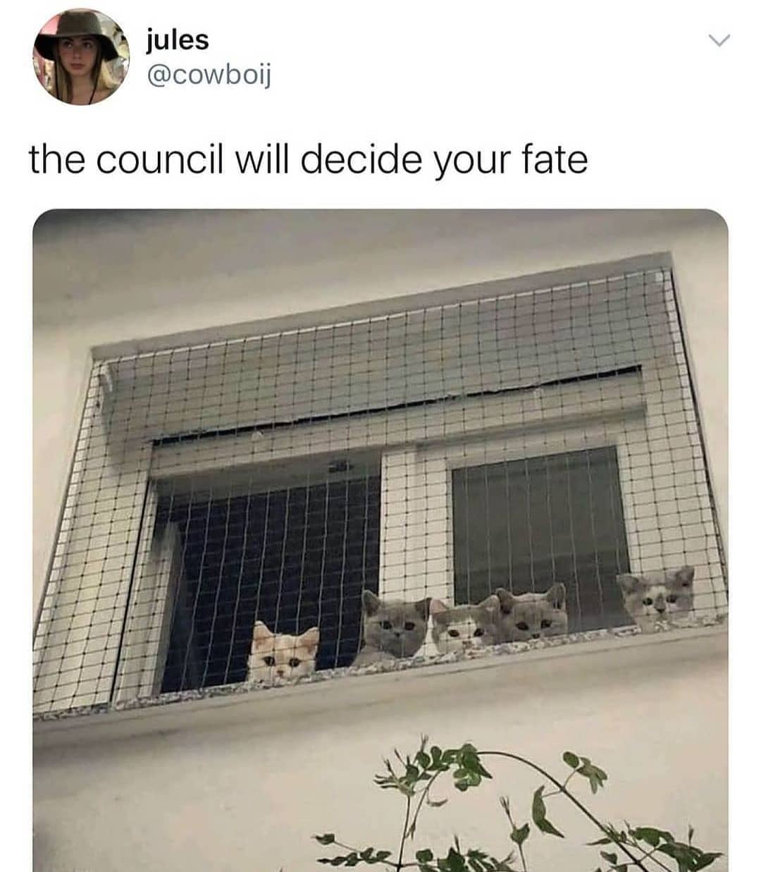 what have they decided :
︎
■
︎
#catmemes #cat #cats #wholesome #kitten #catmeme…