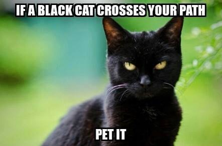 Properly you read the cat… PET IT 
 @blackcatsrrock 
Tag your black cat loving fr…