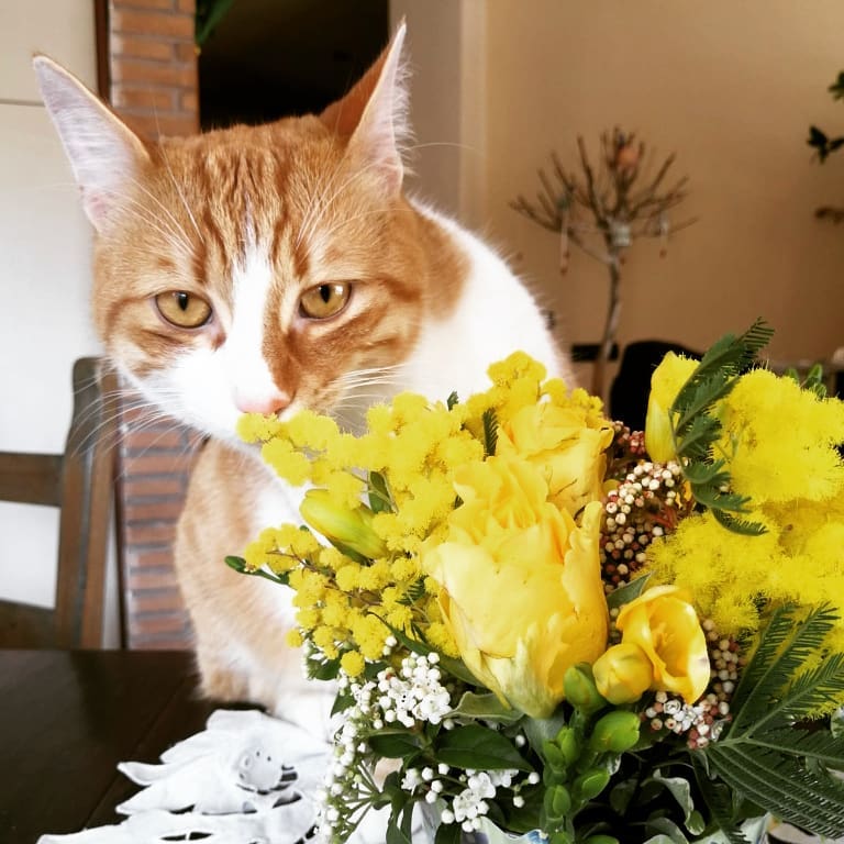 Buona festa delle donne umane e feline  #8marzo #festadelladonna
#michelino
#cat…