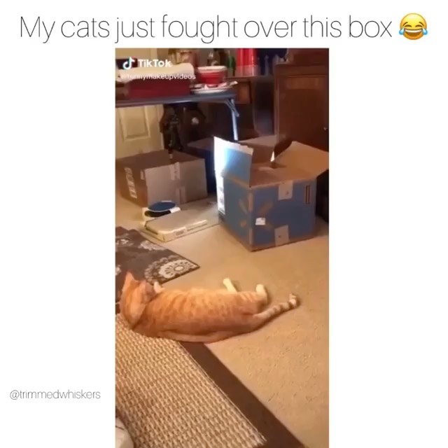 Nicely that escalated rapidly 
.
Please adhere to: @cat_superior.vines 
.
.
.
From: @funn…