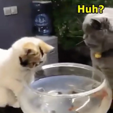 Is fish!
~
~
~
You should adhere to @cattodoggomemes 
You should stick to @cattodoggomemes 
P…