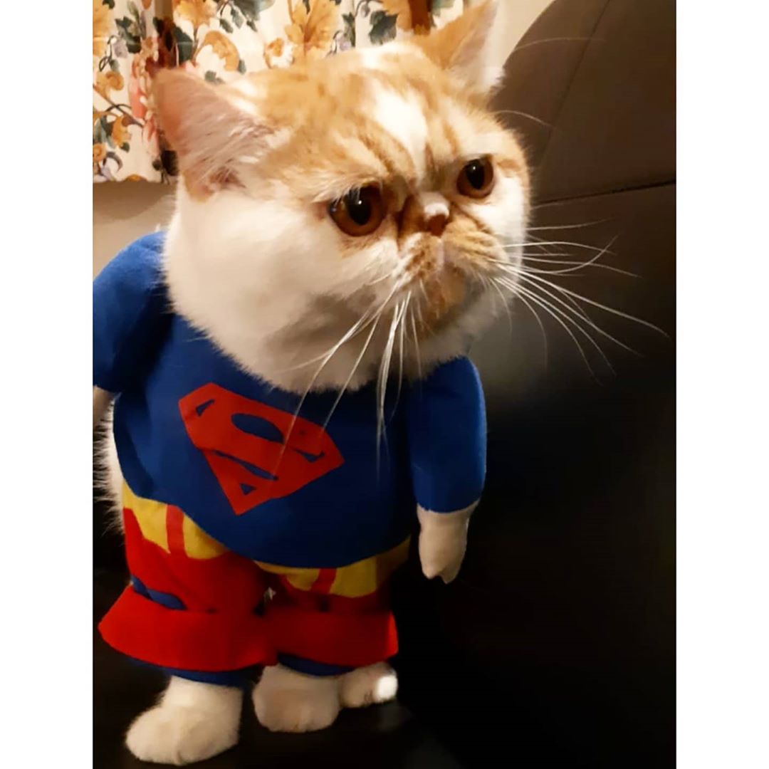 –
喵星人扮鬼扮馬日常
Call me SuperCat! –
#異國短毛貓 #貓 #exoticshorthair #exoticpets #unique #…