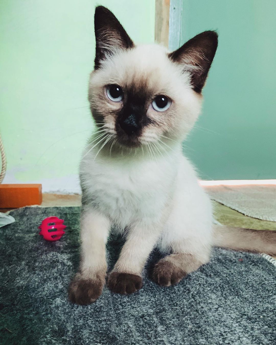 When i was about 3 months outdated.  #himalayansiamese #catlover #cats #furrbaby #gri…