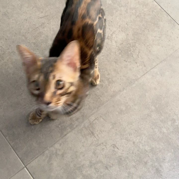 Hungry kitty. #bengalcat #cat #cats #meow #bengalsofinstagram #bengal #cats_of_w…