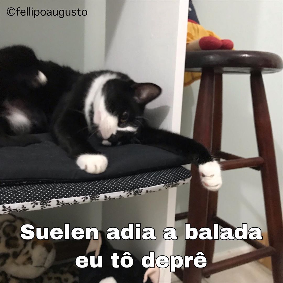 #fellipoaugusto #memesbrasil #cat #catmemes #humor #zueira #memesbr #catinfluen…
