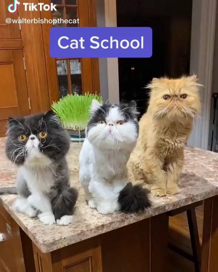 Cat schools in LA be like Via Walterbishopthecat TikTok