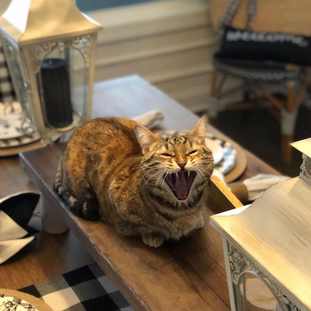 Cute kitty yawn ⠀⠀⠀⠀⠀⠀⠀⠀⠀⠀⠀⠀⠀⠀⠀⠀⠀⠀⠀⠀⠀⠀⠀⠀⠀⠀ Tag 3 cat lovers ⠀⠀⠀⠀⠀⠀⠀⠀⠀⠀⠀⠀⠀⠀⠀⠀⠀