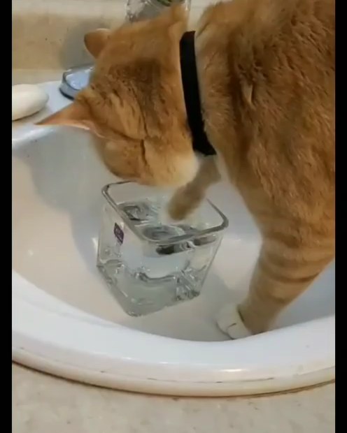 Dear Diary The Water Bowl deardiarycat cat catsoftiktok catvideo cats